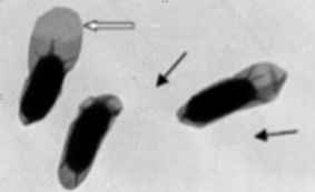 Cette image a un attribut alt vide ; son nom de fichier est capture.jpg